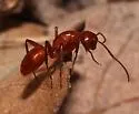 Camponotus schaefferi - photo 2