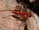 Camponotus schaefferi - photo 3