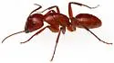 Camponotus schaefferi - photo 4
