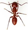 Camponotus schaefferi - photo 5