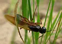 Camponotus semitestaceus