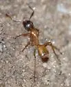Camponotus semitestaceus - photo 2