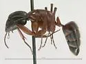 Camponotus semitestaceus - photo 3