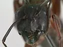 Camponotus semitestaceus - photo 4