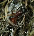 Camponotus semitestaceus - photo 5