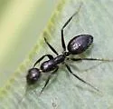 Six-Spotted Carpenter Ant