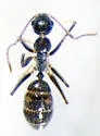 Six-Spotted Carpenter Ant - photo 2