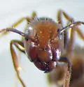 Six-Spotted Carpenter Ant - photo 3