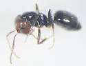 Six-Spotted Carpenter Ant - photo 4