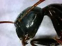 Six-Spotted Carpenter Ant - photo 5