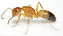 Camponotus snellingi