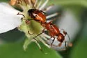 Camponotus snellingi - photo 2