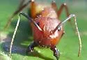 Camponotus socius