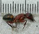 Camponotus socius - photo 2