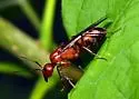 Camponotus socius - photo 3
