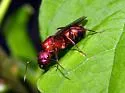 Camponotus socius - photo 4
