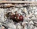 Camponotus socius - photo 5