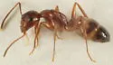 Camponotus subbarbatus