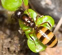 Camponotus subbarbatus - photo 2