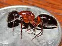 Camponotus texanus - photo 2