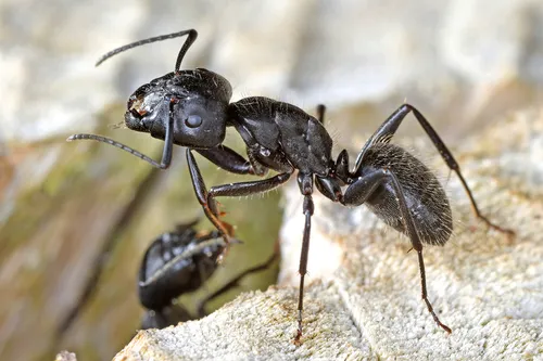 Hairy Carpenter Ant