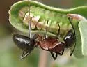 Camponotus vicinus - photo 3
