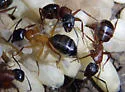 Camponotus vicinus - photo 4