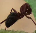 Camponotus vicinus - photo 5