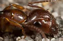 Yogi Carpenter Ant - photo 2