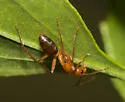 Camponotus zonatus - Camponotus zonatus