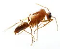 Camponotus zonatus - photo 2