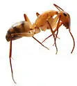 Camponotus zonatus - photo 3