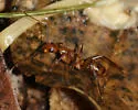 Camponotus zonatus - photo 4