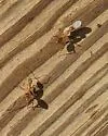 Camponotus zonatus - photo 5