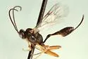 Campoplex frustranae - Campoplex frustranae