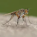 Campsicnemus claudicans