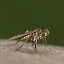 Campsicnemus claudicans - photo 2