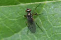 Campsicnemus claudicans - photo 4