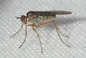 Campsicnemus hirtipes