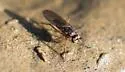 Campsicnemus hirtipes - photo 3