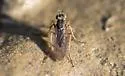 Campsicnemus hirtipes - photo 4