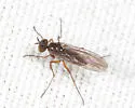 Campsicnemus hirtipes - photo 5
