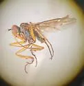 Campsicnemus oregonensis