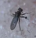 Campsicnemus philoctetes - Campsicnemus philoctetes