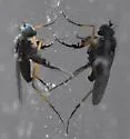 Campsicnemus philoctetes - photo 4