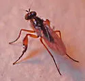 Campsicnemus philoctetes - photo 5