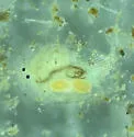 Camptocercus rotundus