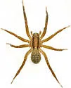 Camptocosa texana