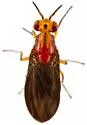 Camptoprosopella dolorosa