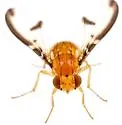 Camptoprosopella maculipennis